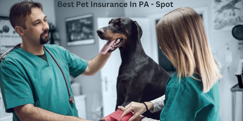 Best Pet Insurance In PA - Spot