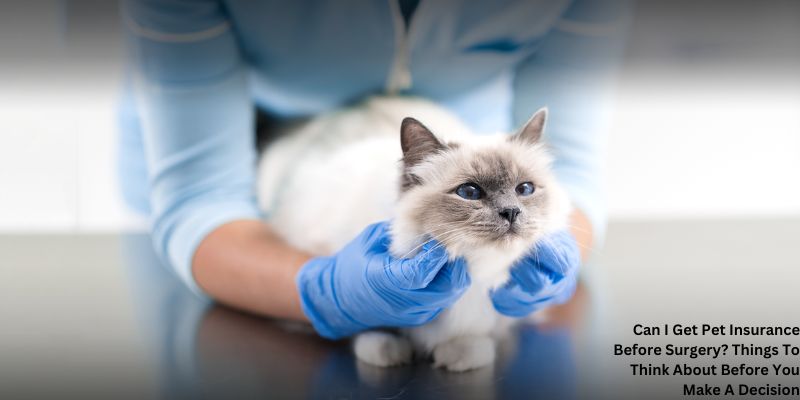 Can I Get Pet Insurance Before Surgery? Things To Think About Before You Make A Decision
