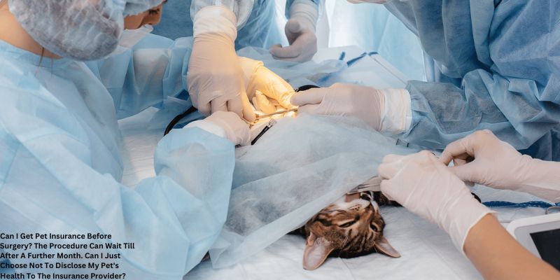 Can I Get Pet Insurance Before Surgery? The Procedure Can Wait Till After A Further Month. Can I Just Choose Not To Disclose My Pet's Health To The Insurance Provider?