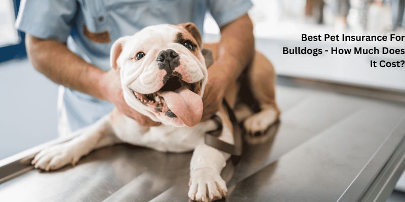 Best Pet Insurance For Bulldogs - How Much Does It Cost?