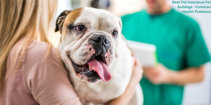 Best Pet Insurance For Bulldogs - Common Health Problems