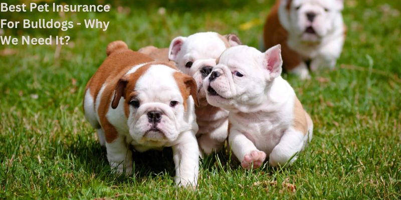Best Pet Insurance For Bulldogs - Why We Need It?