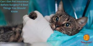 Can I Get Pet Insurance Before Surgery? 6 Best Things You Should Know