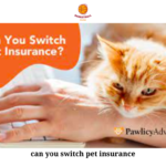 Can You Switch Pet Insurance Providers? Exploring Your Options